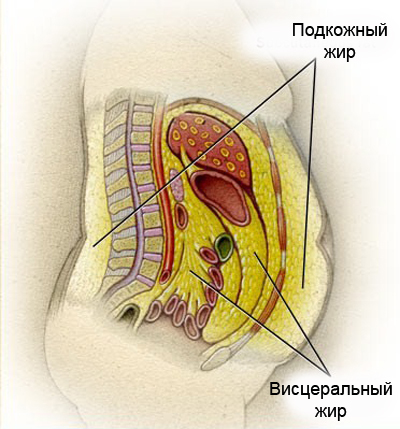 избавление от жира на животе отзывы избавление от жира на животе отзывы