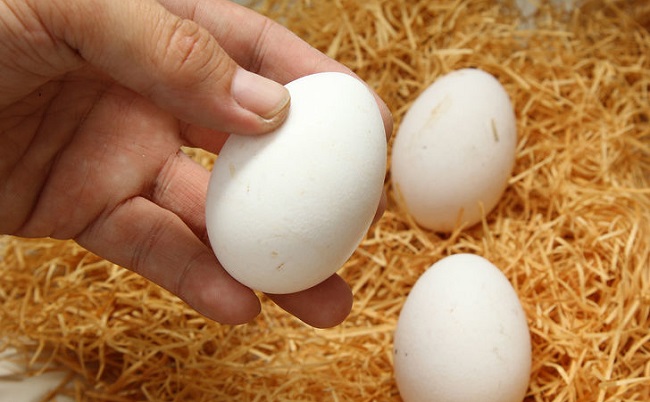 куриные яйца фото
