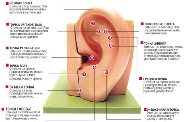точки на ушных раковинах