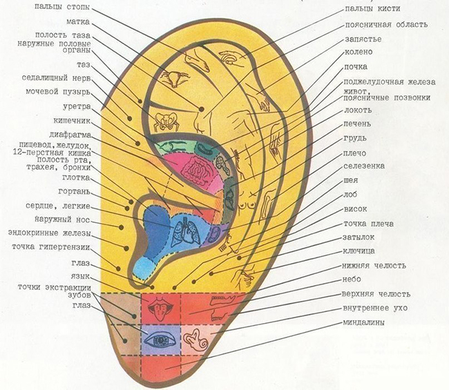 связь внутренних органов и точек на ушах