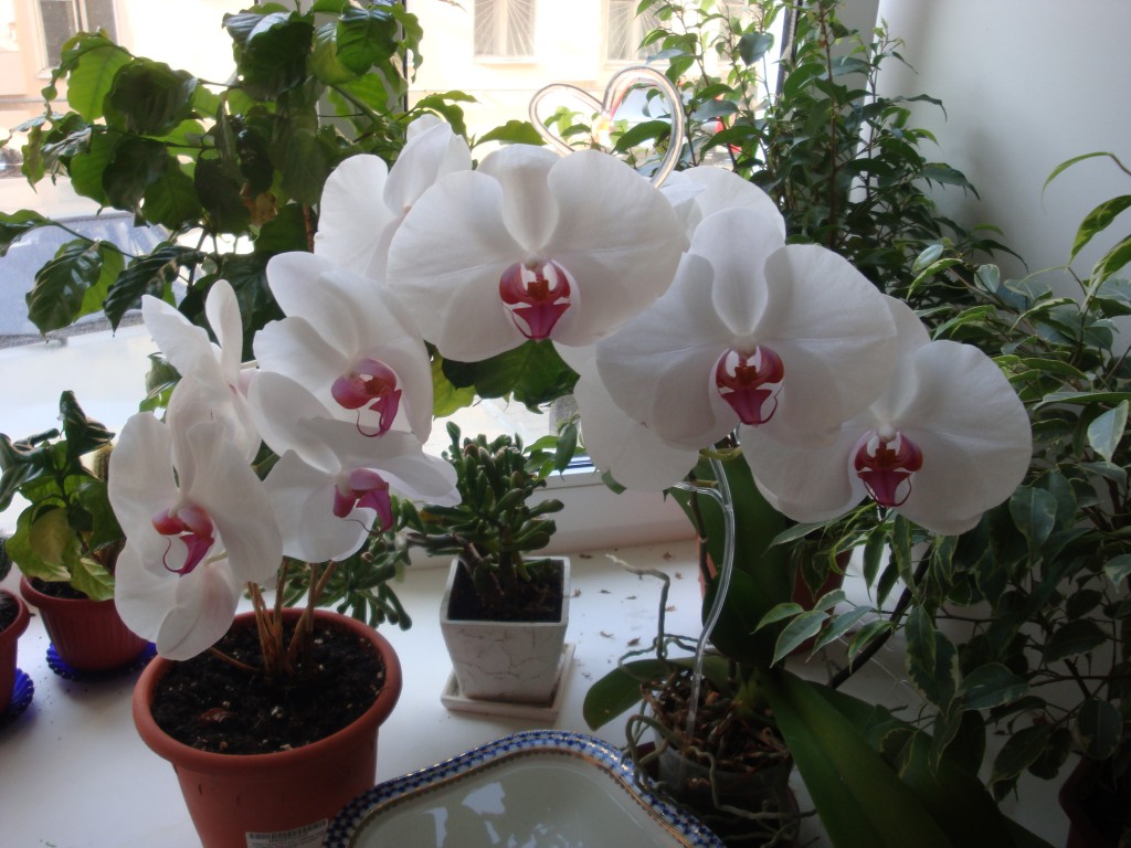 Белая орхидея размножение в домашних условиях