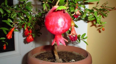 Экзотическое растение на подоконнике: как вырастить гранат из косточки