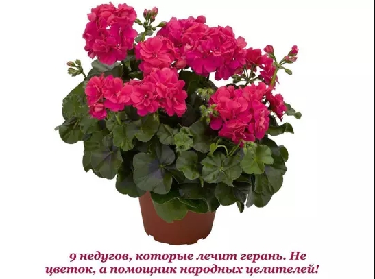 9 недугов, которые лечит герань. Не цветок, а помощник народных целителей!