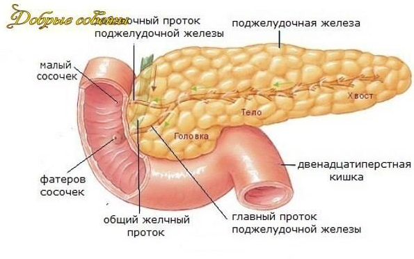 Народные средства для лечения поджелудочной железы