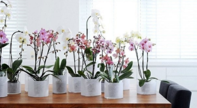 Как заставить Орхидею фаленопсис зацвести?
