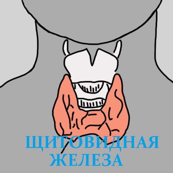 12 признаков того, что надо проверить щитовидную железу. Скрытый враг — гипотиреоз