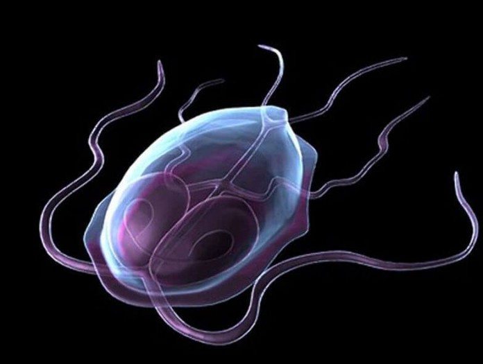 Как избавиться от лямблий — 25 эффективных рецептов народной медицины