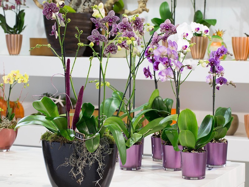 Секреты рассадки орхидей: Как одно растение превратить в 100!