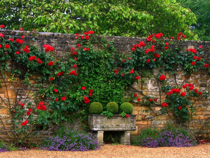 Забор, украшенный плетистыми розами.