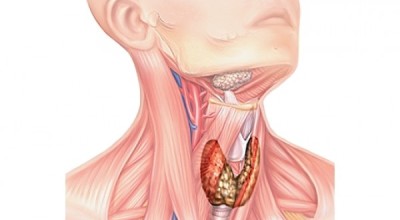Как правильно питаться, чтобы нормализовать работу щитовидной железы