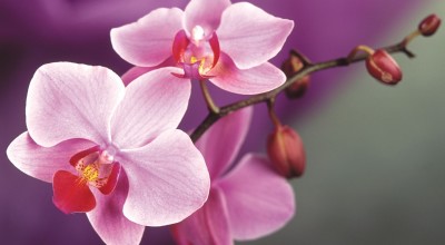 Пора размножать орхидеи! Потом они цветут как сумасшедшие! Проверено!