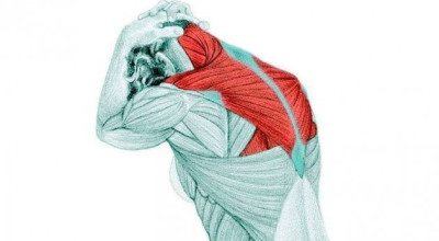 Самомассаж трапециевидной мышцы избавит от боли в плечах, спине, голове и руках