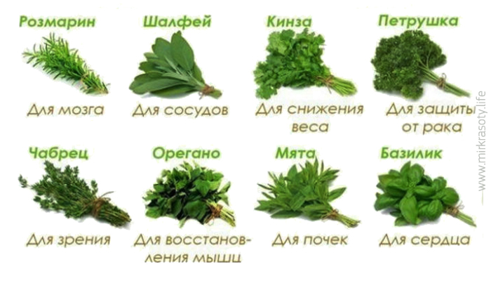 8 полезных пряностей, которые легко вырастить у себя дома