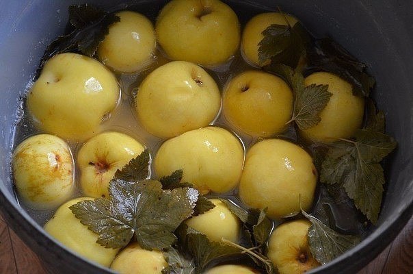 Яблоки мочёные. Простой и вкусный рецепт. Для замачивания возьмем яблоки сорта Антоновка