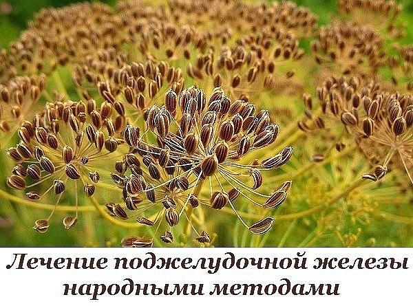 Как лечить поджелудочную железу народными методами
