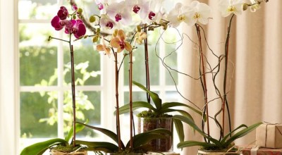 Соблюдай эти 9 правил и твоя орхидея будет цвести круглый год