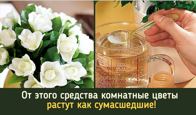 От этого средства комнатные цветы растут как сумасшедшие!
