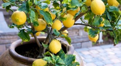 Как вырастить лимон из косточки в домашних условиях. Секрет очень прост
