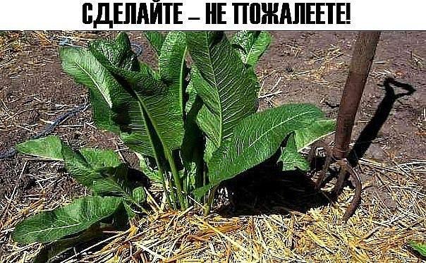 ХРЕН! СДЕЛАЙТЕ – НЕ ПОЖАЛЕЕТЕ. ЕДИНСТВЕННОЕ РАСТЕНИЕ, СПОСОБНОЕ ВЫТЯГИВАТЬ СОЛЬ ЧЕРЕЗ ПОРЫ КОЖИ