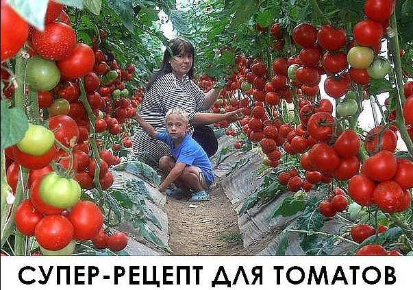 Очень эффективная подкормка!