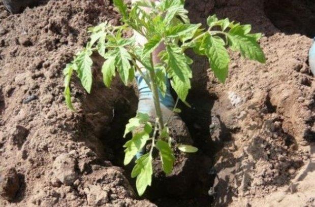 ЧТО НЕОБХОДИМО КЛАСТЬ В ЛУНКУ ПРИ ПОСАДКЕ ПОМИДОРОВ? ПОЛЕЗНЫЕ СОВЕТЫ