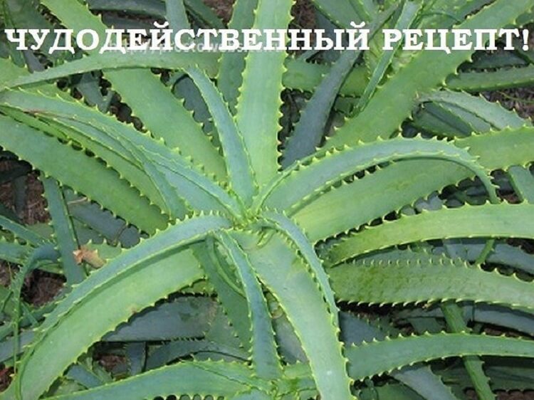 Чудодейственный рецепт