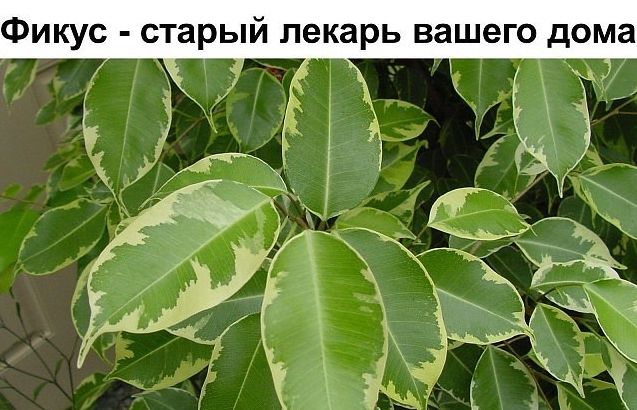 Фикус — старый лекарь вашего дома