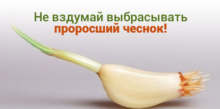 ПОЛЬЗА ПРОРОСШЕГО ЧЕСНОКА! ЭТОМУ СРЕДСТВУ НЕТ ЦЕНЫ!
