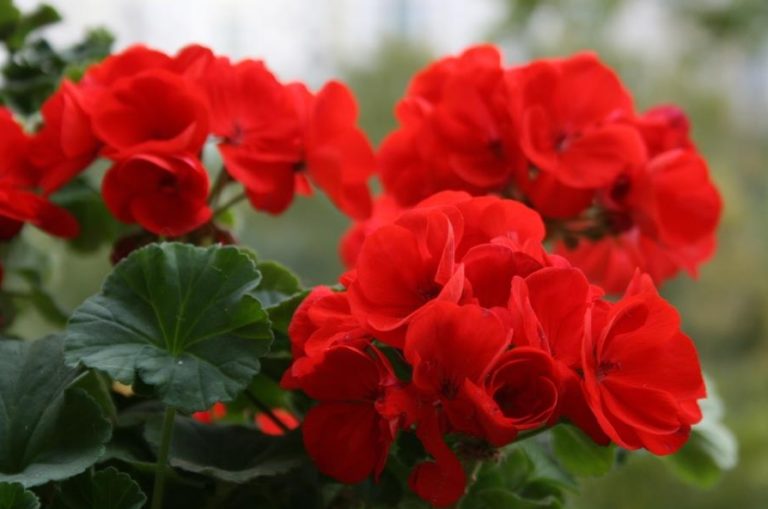 9 недугов, которые лечит герань. Не цветок, а помощник народных целителей!