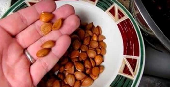 Вот, как есть семена абрикоса (витамин B17 или Laetrile) для лечения рака и хронических заболеваний!