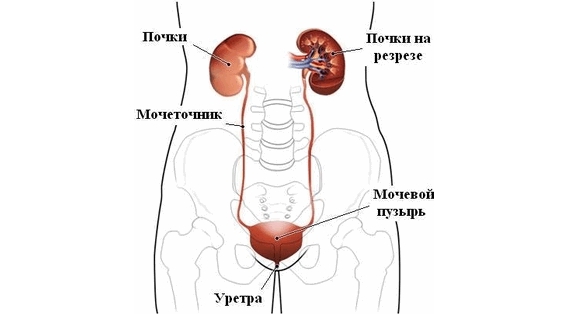 OЧИЩАЕМ ПОЧКИ ОТ «ПЕСКА» И «КАМНЕЙ»