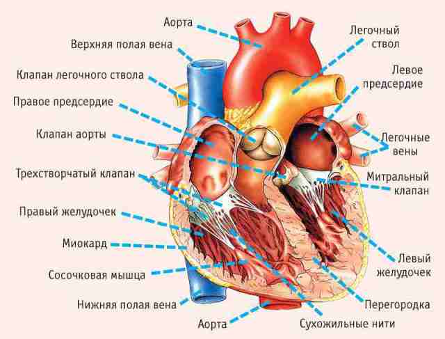 9 признаков надвигающегося приступа: как понять, что у вас проблемы с сердцем?
