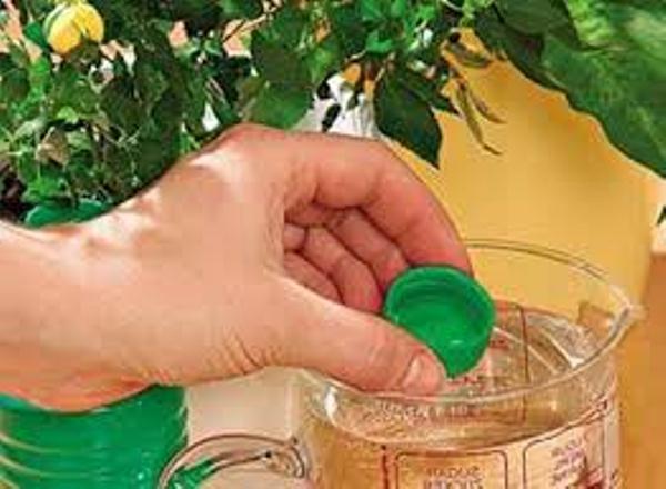 Флористы рекомендуют! 7 способов – комнатные цветы растут как сумасшедшие!
