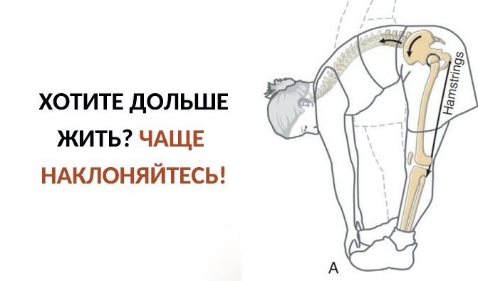 Хотите жить дольше? Чаще наклоняйтесь!