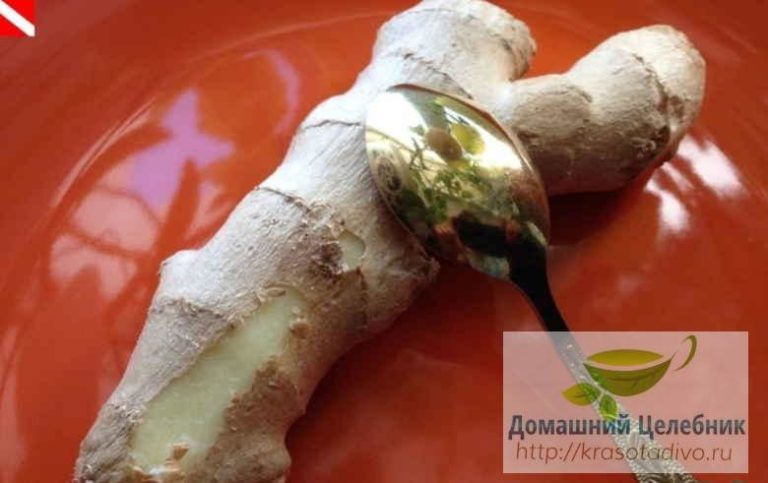 Имбирь — самый лучший лекарь. 10 отменных рецептов лечения!